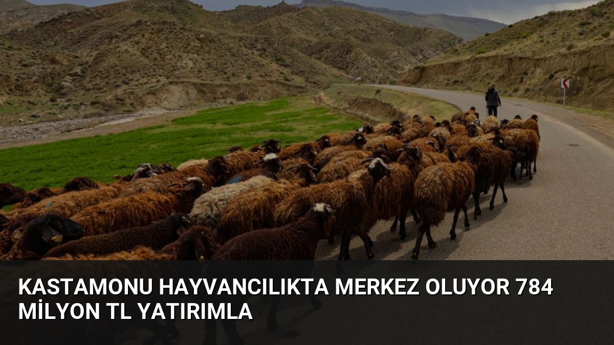Kastamonu Hayvancılıkta Merkez Oluyor 784 Milyon TL Yatırımla