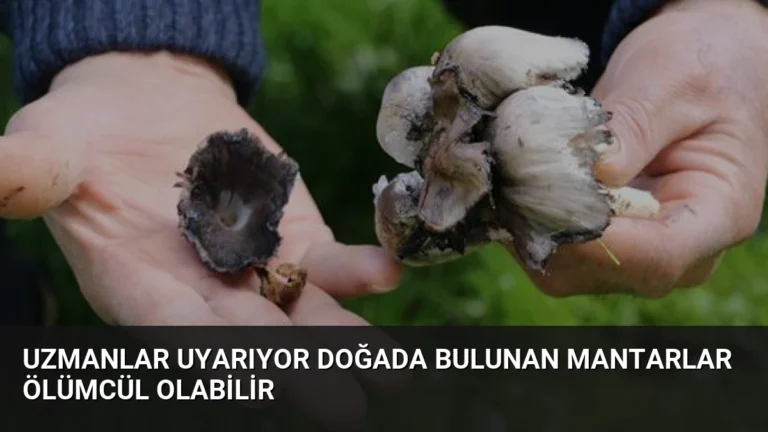 Uzmanlar Uyarıyor Doğada Bulunan Mantarlar Ölümcül Olabilir