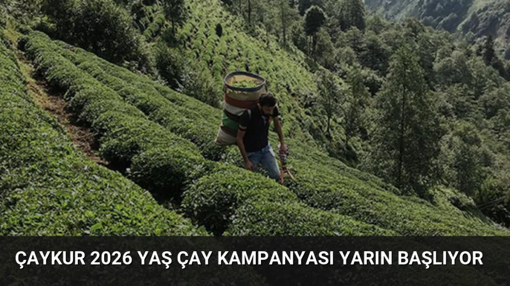 ÇAYKUR 2026 Yaş Çay Kampanyası Yarın Başlıyor