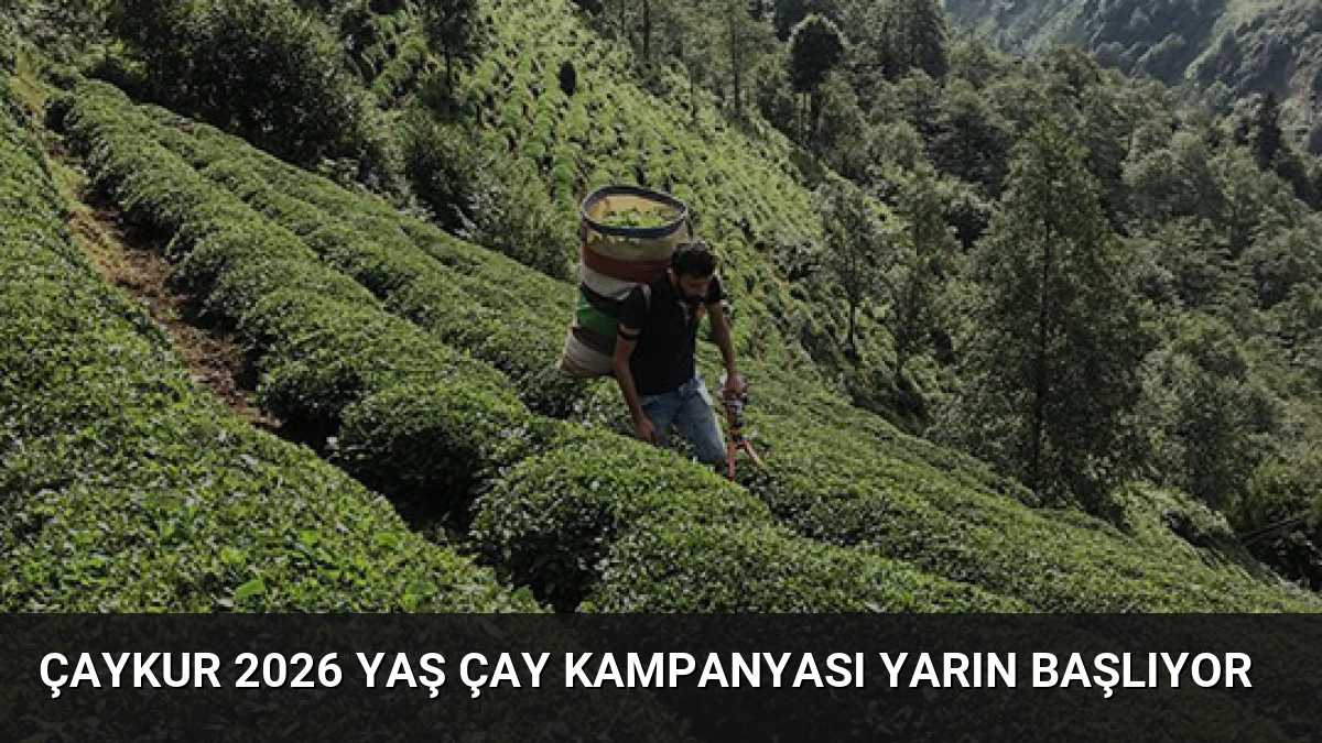 ÇAYKUR 2026 Yaş Çay Kampanyası Yarın Başlıyor