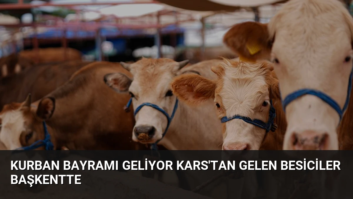 Kurban Bayramı Geliyor Kars’tan Gelen Besiciler Başkentte