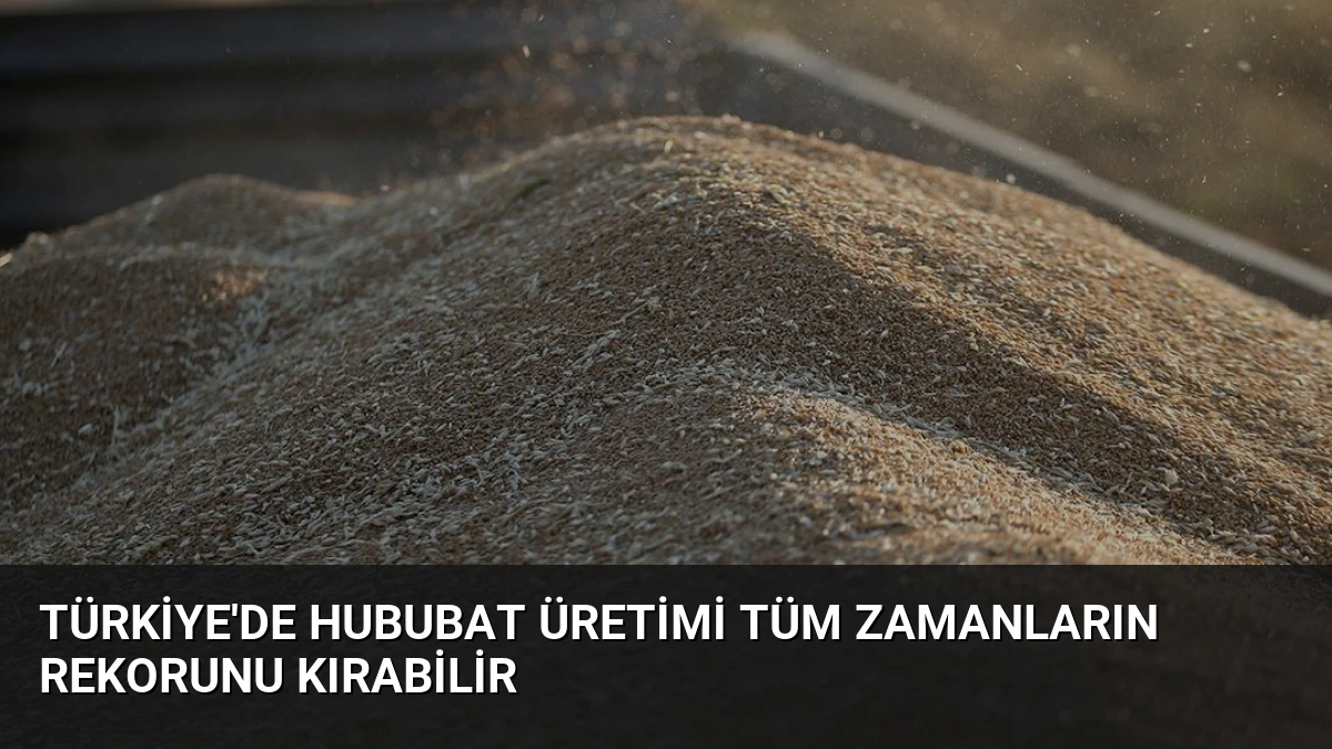 Türkiye’de Hububat Üretimi Tüm Zamanların Rekorunu Kırabilir
