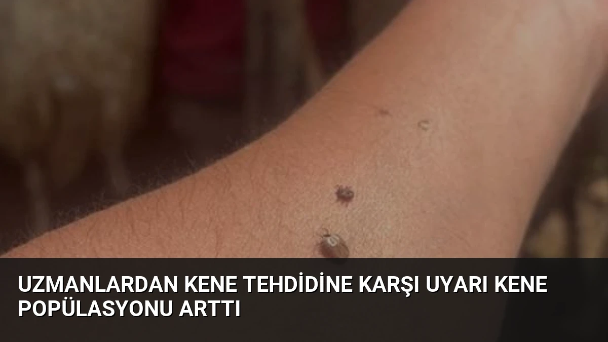 Uzmanlardan Kene Tehdidine Karşı Uyarı Kene Popülasyonu Arttı