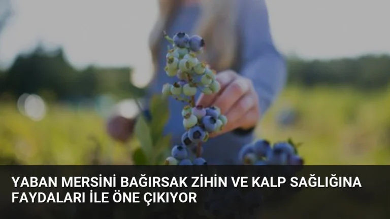 Yaban Mersini Bağırsak Zihin ve Kalp Sağlığına Faydaları ile Öne Çıkıyor