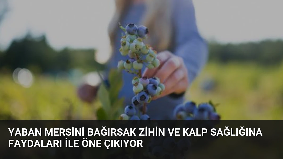 Yaban Mersini Bağırsak Zihin ve Kalp Sağlığına Faydaları ile Öne Çıkıyor