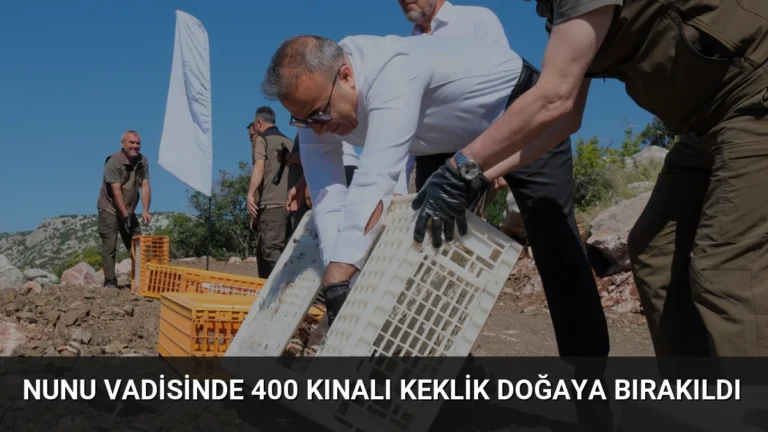 Nunu Vadisinde 400 Kınalı Keklik Doğaya Bırakıldı