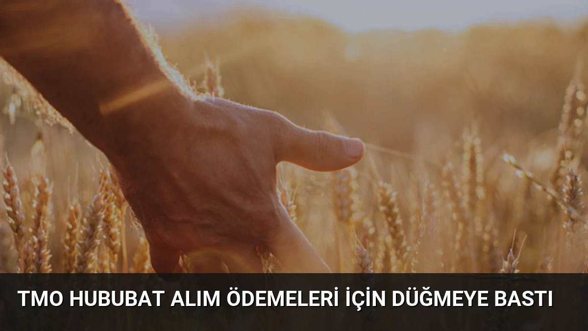 TMO Hububat Alım Ödemeleri İçin Düğmeye Bastı