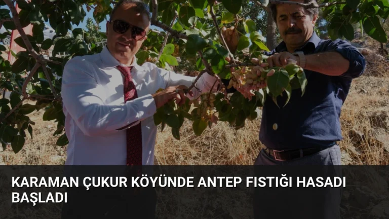 Karaman Çukur Köyünde Antep Fıstığı Hasadı Başladı