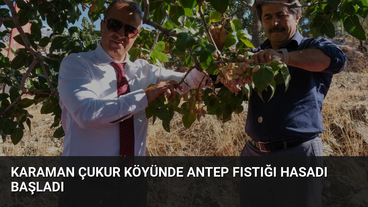 Karaman Çukur Köyünde Antep Fıstığı Hasadı Başladı
