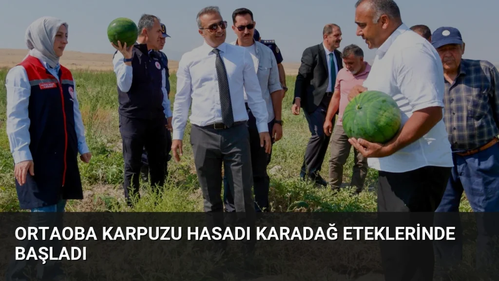 Ortaoba Karpuzu Hasadı Karadağ Eteklerinde Başladı